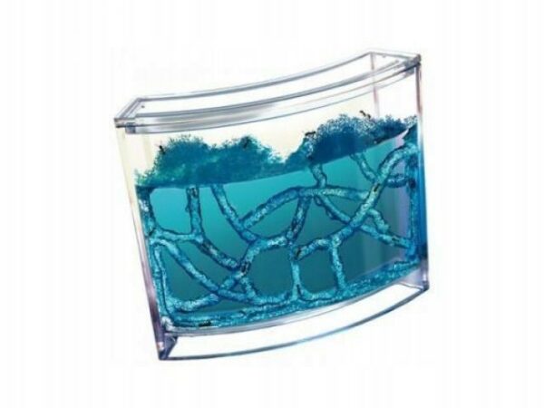 Educational aquarium for anthils Educational aquarium for anthils
