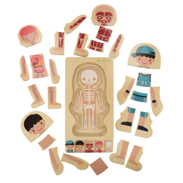 Puzzle drewniane warstwowe budowa ciala montessori chlopiec