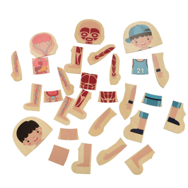 Puzzle drewniane warstwowe budowa ciala montessori chlopiec