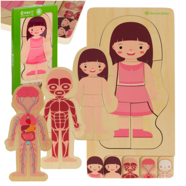 Puzzle drewniane warstwowe budowa ciala montessori dziewczynka Puzzle drewniane warstwowe budowa ciala montessori dziewczynka