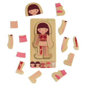 Puzzle drewniane warstwowe budowa ciala montessori dziewczynka