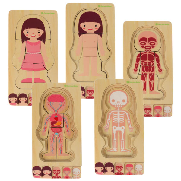 Puzzle drewniane warstwowe budowa ciala montessori dziewczynka