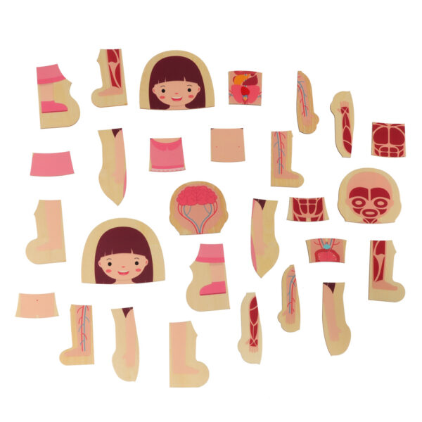 Puzzle drewniane warstwowe budowa ciala montessori dziewczynka