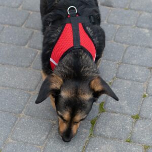 Szelki bezuciskowe dla malych psow smycz XL