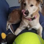 Zabawka dla psa pilka tenisowa gigant XXL