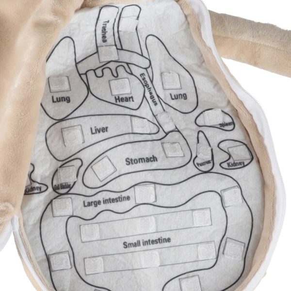 Lalka maskotka nauka anatomii chlopiec 178700.jpg