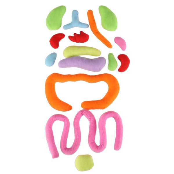 Lalka maskotka nauka anatomii dziewczynka 178716.jpg